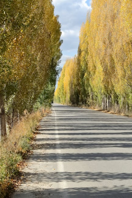 A straight, paved road during daylight hours extending into the distance, bordered by tall trees with yellow and green autumn foliage on both sides. Shadows of the trees fall across the road, creating a pattern of light and shade. The sky above is partly cloudy with patches of blue visible. The scene is peaceful and natural, evoking the calm environment suitable for a house removal or moving process, which is relevant to the services provided by Man with Van Poplar. The image captures the outdoor setting often associated with moving logistics, such as transporting furniture and boxes through scenic routes during home relocations.