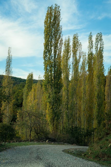 A rural road lined with tall deciduous trees with green and yellow foliage on either side, creating dappled shadows on the asphalt surface. The road appears to be part of a home relocation or moving r