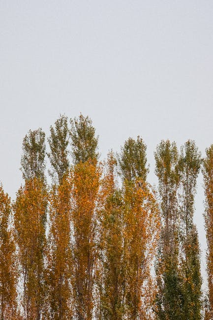 A view of tall deciduous trees with green, orange, and brown leaves against a pale, overcast sky. The trees are situated outdoors on a paved or grassy area. This image illustrates outdoor environment conditions that may be considered during house removals or home relocation projects, such as the need to navigate around natural obstacles or plan for weather considerations. Occasionally, Man with Van Poplar provides packing and moving services that include careful handling of outdoor items, and this scenery underscores the importance of scheduling and logistical planning for evening or weekend moves in Poplar, especially during autumn when foliage changes. The image captures the natural setting that may be part of the route or landscape involved in furniture transport and loading processes, emphasizing the need for attentive planning in relocation logistics.
