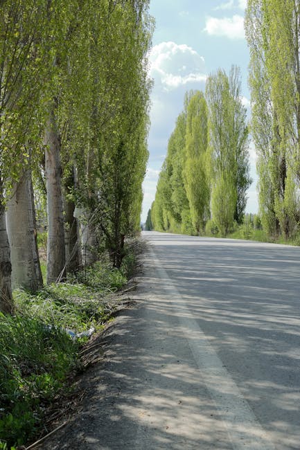 A straight, paved road lined on both sides by tall, green deciduous trees with fresh spring foliage, casting dappled shadows on the surface. The sky above is partly cloudy with patches of blue sky visible. The scene appears calm and rural, suggesting a peaceful residential area or country lane suitable for home relocations. The image emphasizes the quiet environment often encountered during house removals or furniture transport, aligning with services provided by Man with Van Poplar. No vehicles, furniture, or moving equipment are visible in the image, and the focus is solely on the natural surroundings and the empty roadway, illustrating a typical setting for weekend or evening moves in suburban or rural locations.