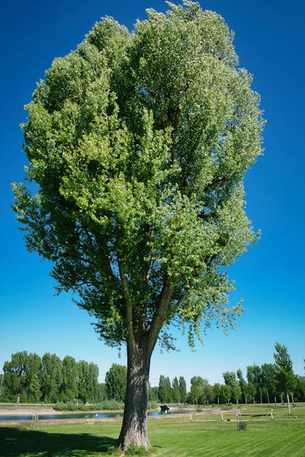 A view of tall deciduous trees with green, orange, and brown leaves against a pale, overcast sky. The trees are situated outdoors on a paved or grassy area. This image illustrates outdoor environment conditions that may be considered during house removals or home relocation projects, such as the need to navigate around natural obstacles or plan for weather considerations. Occasionally, Man with Van Poplar provides packing and moving services that include careful handling of outdoor items, and this scenery underscores the importance of scheduling and logistical planning for evening or weekend moves in Poplar, especially during autumn when foliage changes. The image captures the natural setting that may be part of the route or landscape involved in furniture transport and loading processes, emphasizing the need for attentive planning in relocation logistics.