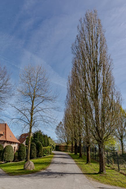 A daytime scene of a narrow residential street featuring a row of tall, slender trees without leaves, lining the pavement on one side. The trees are situated behind a neatly trimmed hedge and a low metal fence, with a house partially visible in the background, characterized by a red-brown tiled roof and brick walls. The sky is bright blue with a few wispy clouds. In the foreground, the street is clear of traffic or pedestrians, and the pavement appears suitable for vehicle access, indicating a typical setting for house removals and furniture transport. This quiet street provides a suitable environment for loading or unloading household items during a home relocation, with potential for setting up a removal vehicle nearby as part of professional removals services by Man with Van Poplar.