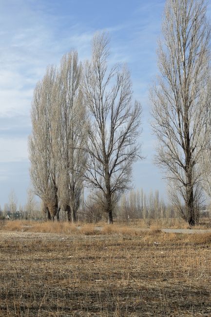 A line of tall, leafless trees with thin branches stands in a rural outdoor setting beneath a partly cloudy sky. The trees are situated on a flat, open area with dry grass and patches of bare soil visible in the foreground. Slightly distant structures or fences can be seen in the background, indicating a semi-open landscape. This scene is unrelated to house removals or moving services, and there are no furniture, boxes, or vehicles present. The natural environment and sparse vegetation suggest a quiet, outdoor space without any immediate moving activity or packing materials visible, aligning with the context of a professional house removal or relocation process handled by Man with Van Poplar.