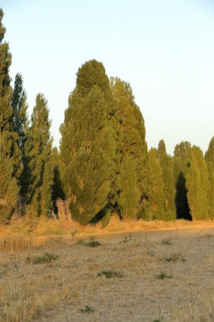 The image shows a natural outdoor scene with several tall, dense evergreen trees with dark green foliage, set against a clear, pale blue sky during daytime. The foreground features a patch of dry, yellowish grass and earth, indicating a semi-arid environment. The trees are arranged in a line, with some partially obscured by others, and the sunlight casts soft shadows on the ground. This outdoor setting could be adjacent to a residential property, and it reflects a quiet, rural or suburban landscape suitable for house removals or home relocation activities. The image is clear and well-lit, with no visible furniture, packaging materials, or vehicles, focusing solely on the natural landscape, which may serve as a backdrop or context for discussing estate clearance or outdoor storage during moving processes, as handled by companies like Man with Van Poplar.