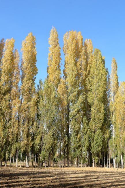 A line of tall, leafless trees with thin branches stands in a rural outdoor setting beneath a partly cloudy sky. The trees are situated on a flat, open area with dry grass and patches of bare soil visible in the foreground. Slightly distant structures or fences can be seen in the background, indicating a semi-open landscape. This scene is unrelated to house removals or moving services, and there are no furniture, boxes, or vehicles present. The natural environment and sparse vegetation suggest a quiet, outdoor space without any immediate moving activity or packing materials visible, aligning with the context of a professional house removal or relocation process handled by Man with Van Poplar.