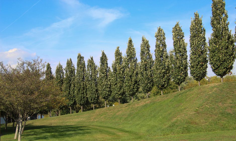 A group of tall deciduous trees with autumn foliage, displaying vibrant yellow and orange leaves against a clear blue sky. The trees are situated outdoors, with some trees showing branches with sparse