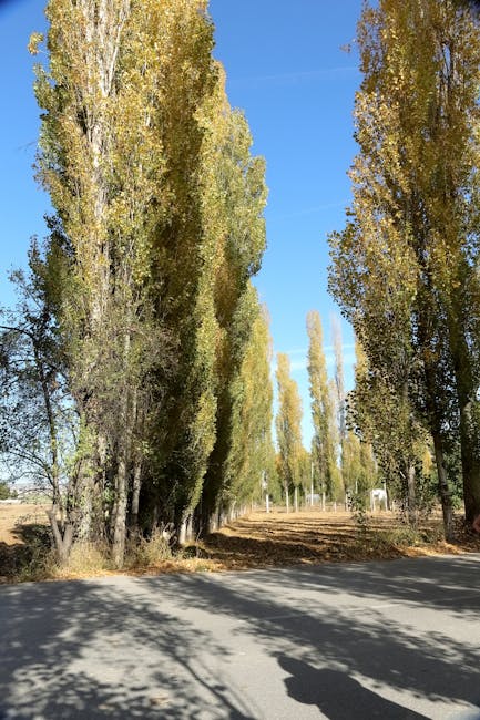 Photograph of a rural road bordered by tall, slender trees with yellowish-green foliage, casting shadows on the tarmac surface beneath a bright blue sky. The scene suggests a calm outdoor environment, potentially in a village or countryside area. In the context of home relocation and removals, such an image could represent the route often taken during the transportation of household items. Instances of moving staff, packing materials such as cardboard boxes and protective blankets, or moving equipment like trolleys and straps may be visible if included, supporting visual references to the logistics of furniture transport and loading processes. The setting aligns with the residential areas within the vicinity of Poplar, where careful planning of removals permits may be necessary for street access during home moving operations. Man with Van Poplar routinely manages such logistical considerations in their house removals services, ensuring efficient and compliant home relocation activities in the Tower Hamlets area.